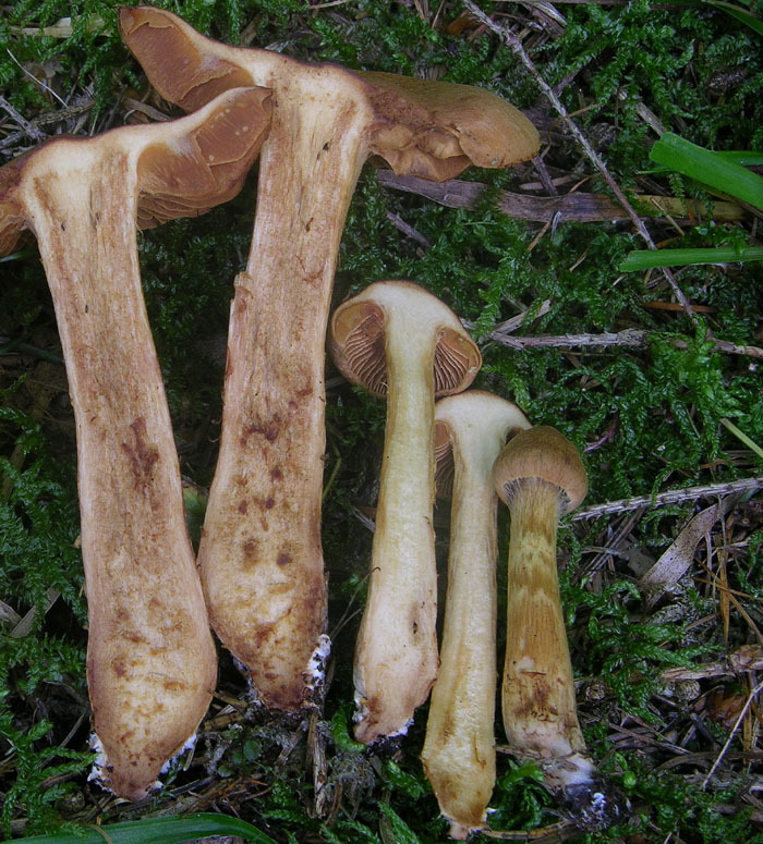 Cortinarius rubellus/C.orellanoides var. speciosissimus